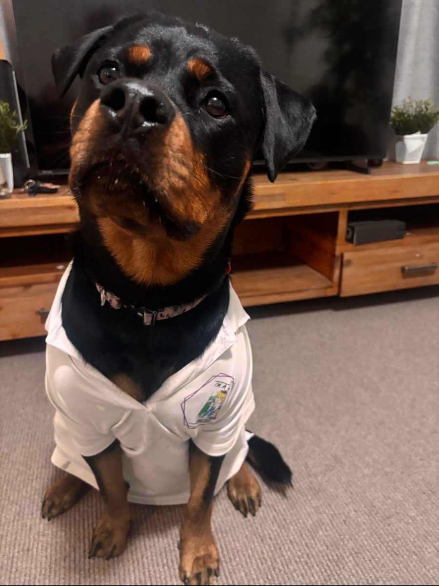 Daisy the apprentice
